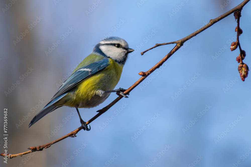 blue tit on branch