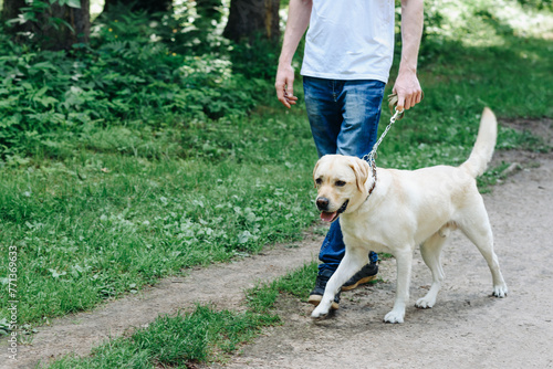 golden retriever with owner