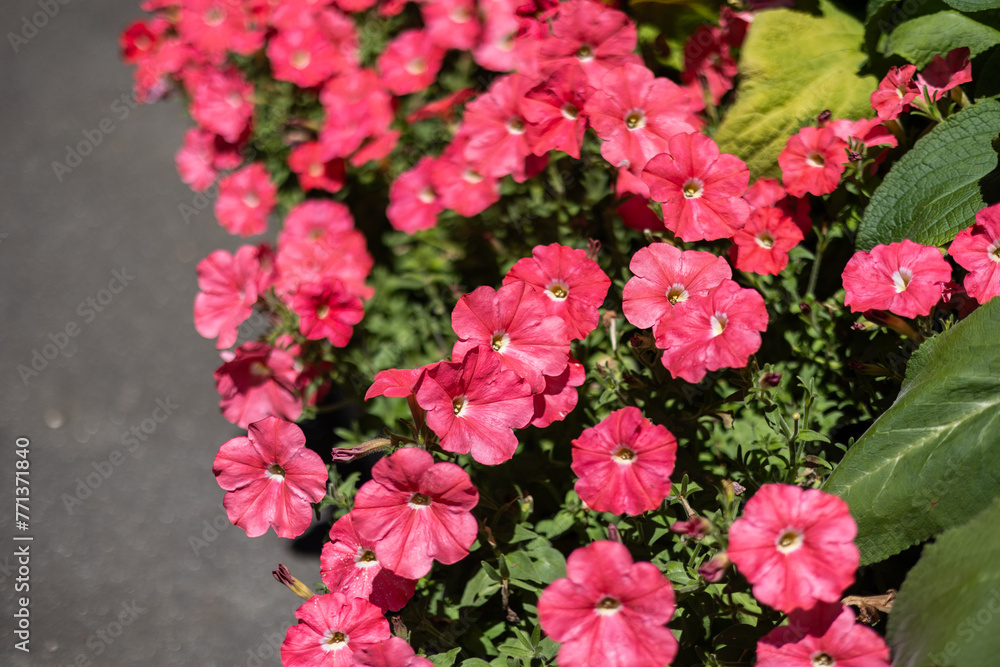 pink flowers in the garden, blooming flowers in summer