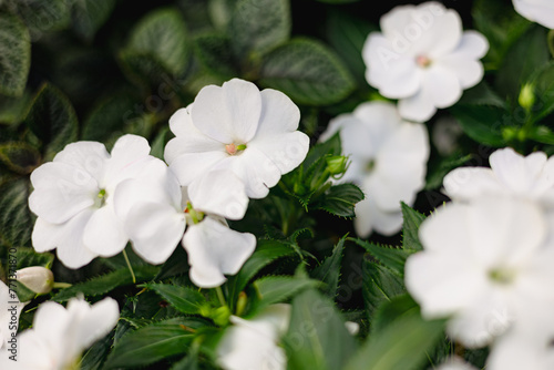white flowers in the garden with green leaves