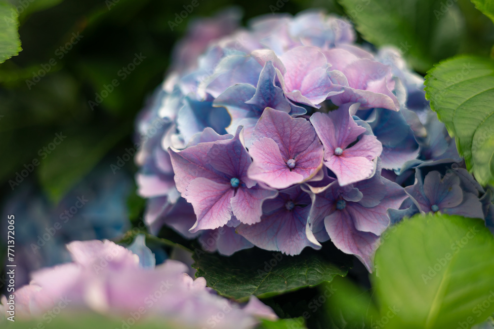 purple and blue hydrangea flowers in the garden, green leaves in the background purple and blue hydrangea flowers in the garden, green leaves in the background