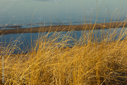 A beautiful sunset scenery with dry grass growing in the dunes of Baltic sea. Colorful spring landscape in Northern Europe