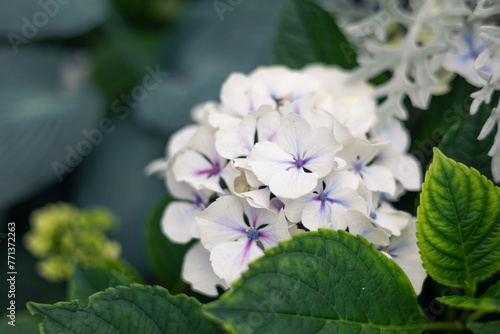 white and purple hydrangea flowers with green leaves