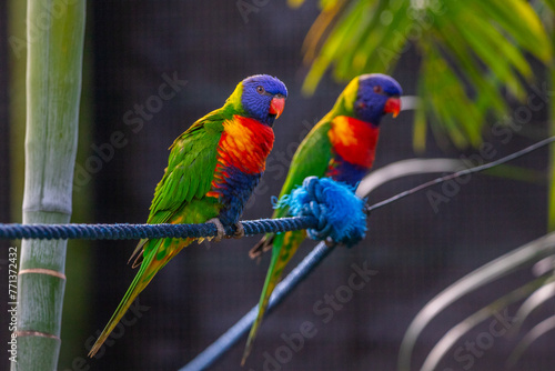 Portrait of a loris, parrot. Beautiful shot of animals in the forest on Guadeloupe, Caribbean, French Antilles photo