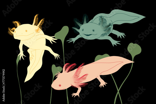 Vector flat illustration with three axalotls. Pink, yellow and gray axalotls and algae on a black background.