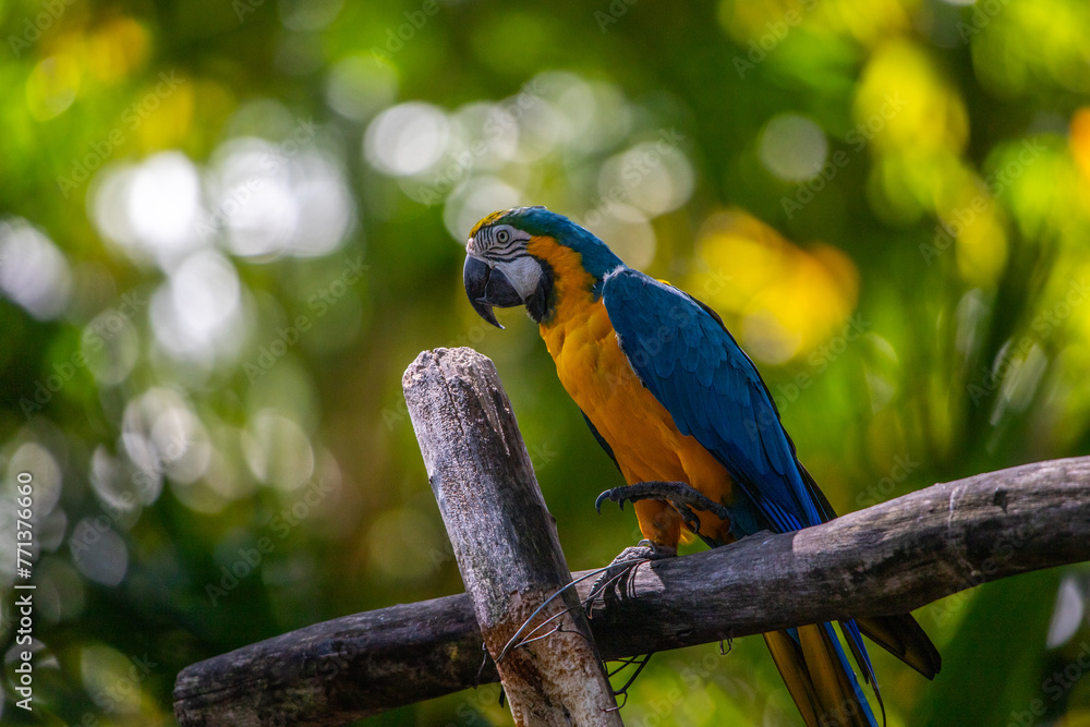 Portrait of a parrot. Beautiful shot of animals in the forest on Guadeloupe, Caribbean, French Antilles