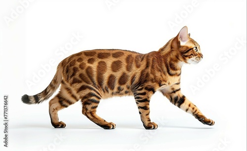 Bengal Cat shown from side view walking