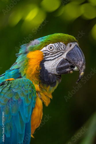 Portrait of a parrot. Beautiful shot of animals in the forest on Guadeloupe, Caribbean, French Antilles © Jan