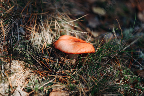 red Russula mushroom photo