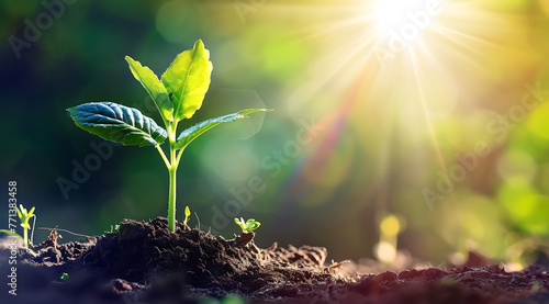 young plant growing from a patch of earth with beauti 49f99cff-2801-40c4-b9c2-e8bbf6e4f86b 1 photo