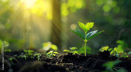 young plant growing from the soil on a sunny day in the 48329f7e-1859-4c58-a7db-5d630d5a321e photo