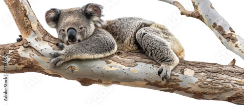 A koala bear lounging in a tree, content after a hearty meal isolated on white background