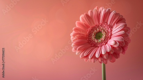 Flower on background  a picture of gorgeous blossom. Bright and vibrant  it s a wonderful natural decoration.