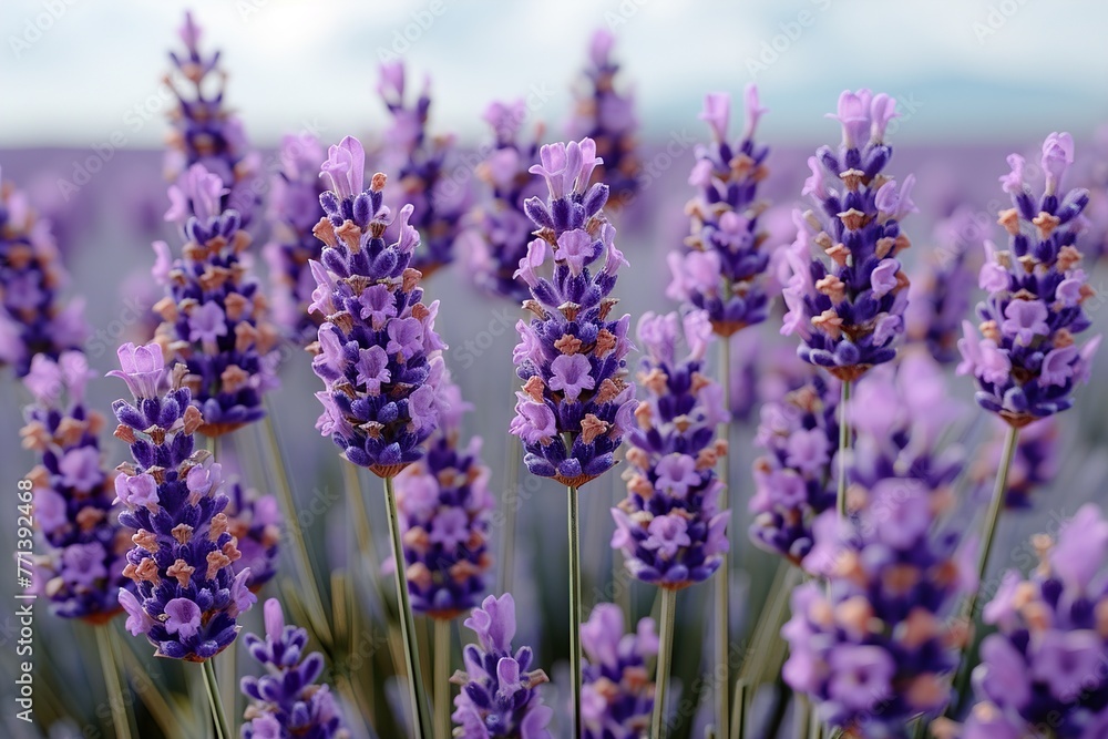 Obraz premium A breathtaking lavender field with soft shades of lilac and pastel pinks and blues. The blooming flowers sway in the gentle breeze, creating a tranquil and serene atmosphere. A picturesque landscape