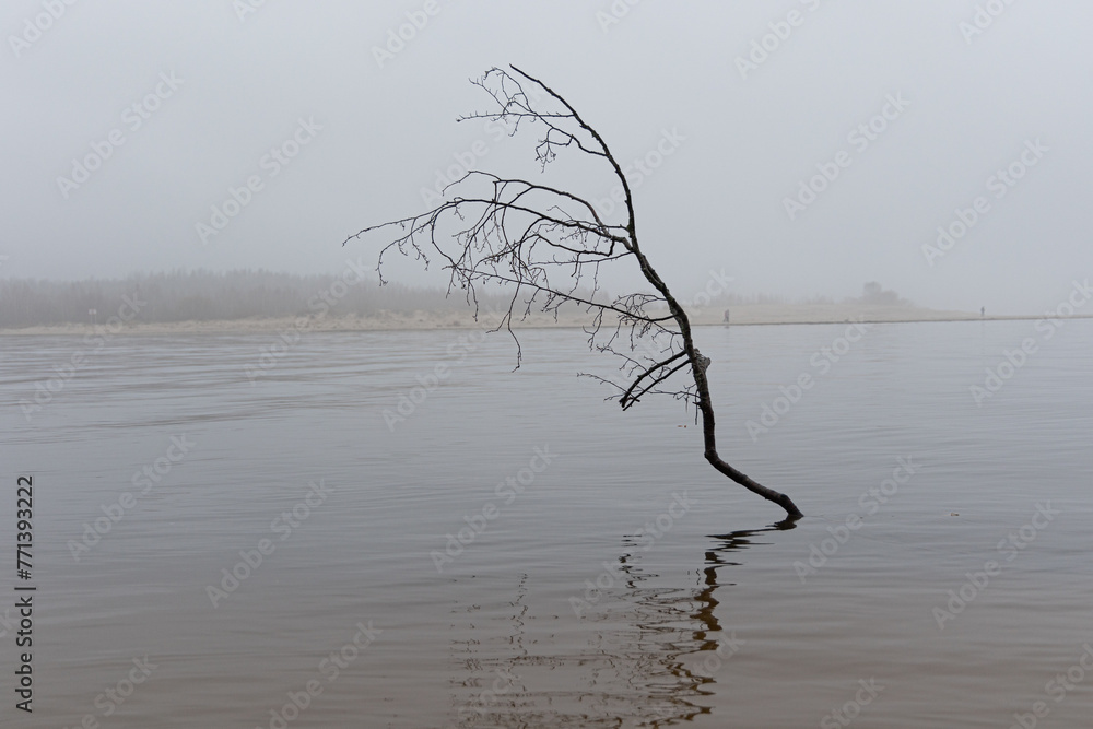 An overcast day with fog at the river and fallen trees. Early springtime landscape of Northern Europe.