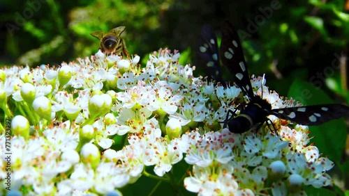 pink beetle and butterfly Amata nigricornis -  with black wings with spots on inflorescences collecting nectar photo