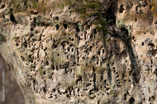 A close-up of a sandstone wall with burrowing insect holes. Natural scenery in Gauja National Park, Latvia.