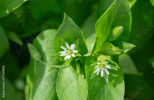 Close-up of blooming chickweed in spring