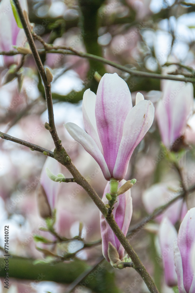 Magnolia x soulangeana tupenmagnolie Magnolia x soulangeana tupenmagnolie
