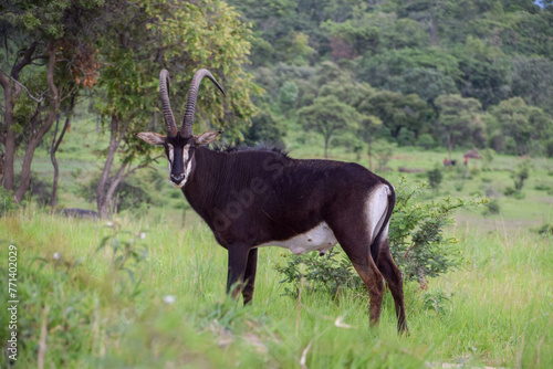 Sable antelope in a nature reserve in Zimbabwe