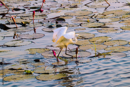 An elegant egret strolls through the lilies.