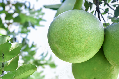 Asian pomelo fruit hanging on branches and tree. It has a sweet and sour taste and can be stored for a long time. Asian people can grow this plant all over countries, new edited. photo