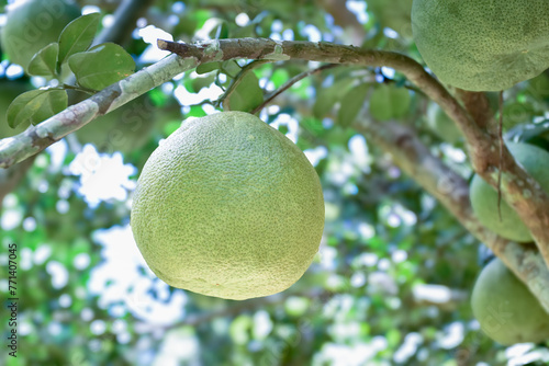 Asian pomelo fruit hanging on branches and tree. It has a sweet and sour taste and can be stored for a long time. Asian people can grow this plant all over countries, new edited.