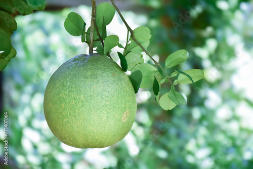 Asian pomelo fruit hanging on branches and tree. It has a sweet and sour taste and can be stored for a long time. Asian people can grow this plant all over countries, new edited.