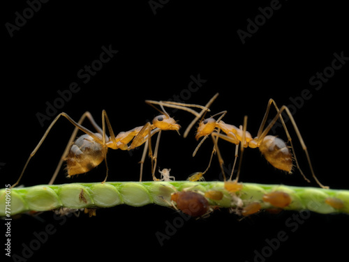 Crazy yellow ants and apids on the grass photo