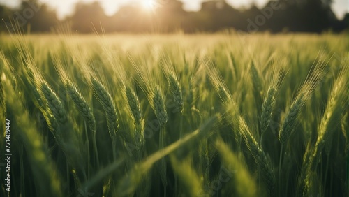 Generative AI. Sunset over a wheat field. Green wheat crops