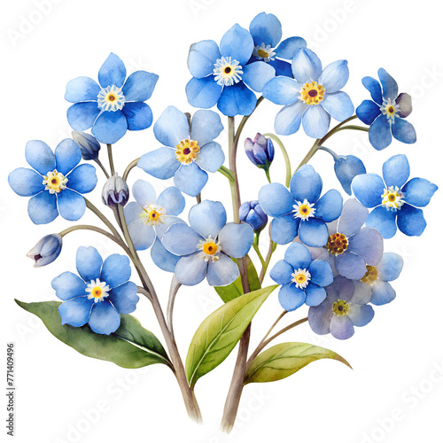 Bouquet of forget-me-not flowers on transparent background 