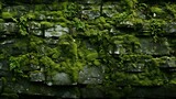 Abstract natural background, green plants on stones.