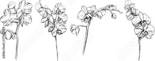Orchid floral botanical flowers hand drawn set. Black and white engraved ink art. Isolated orchid illustration element on white background collection.