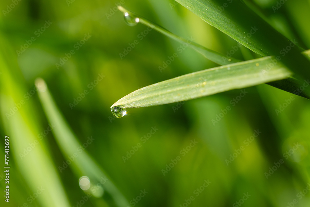 Obraz premium raindrops on fresh green leaves on a black background. Macro shot of water droplets on leaves.