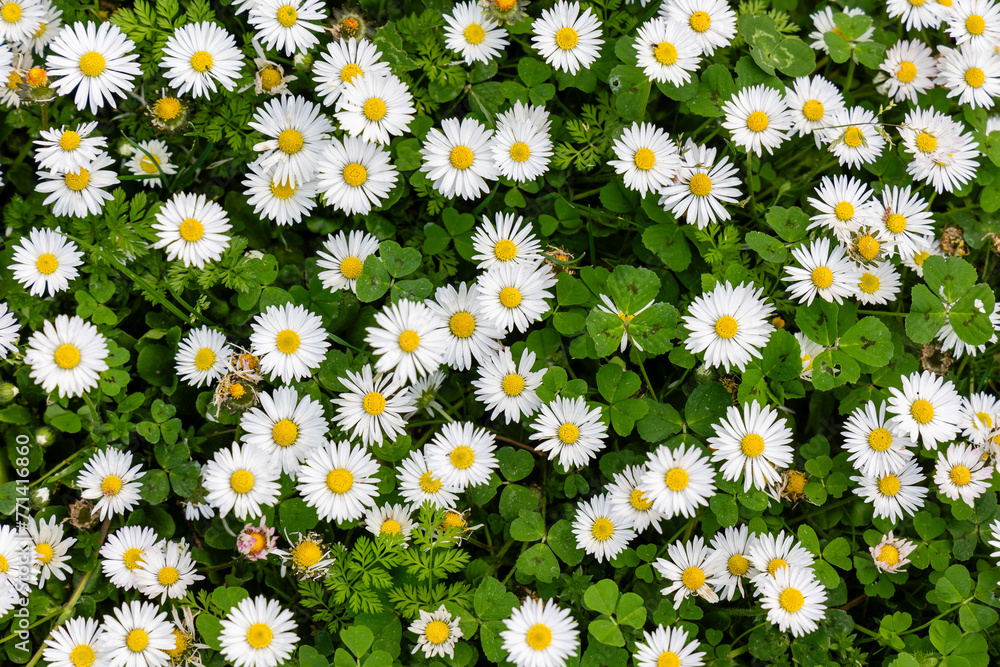 daisy flowers in a garden in Madrid daisy flowers in a garden in Madrid