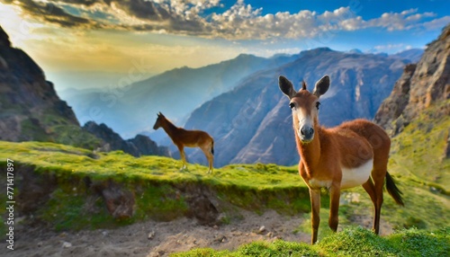deer in the mountains