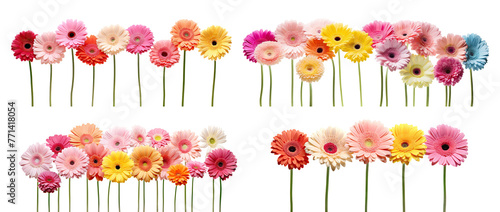 Colorful set of gerbera daises, cut out photo