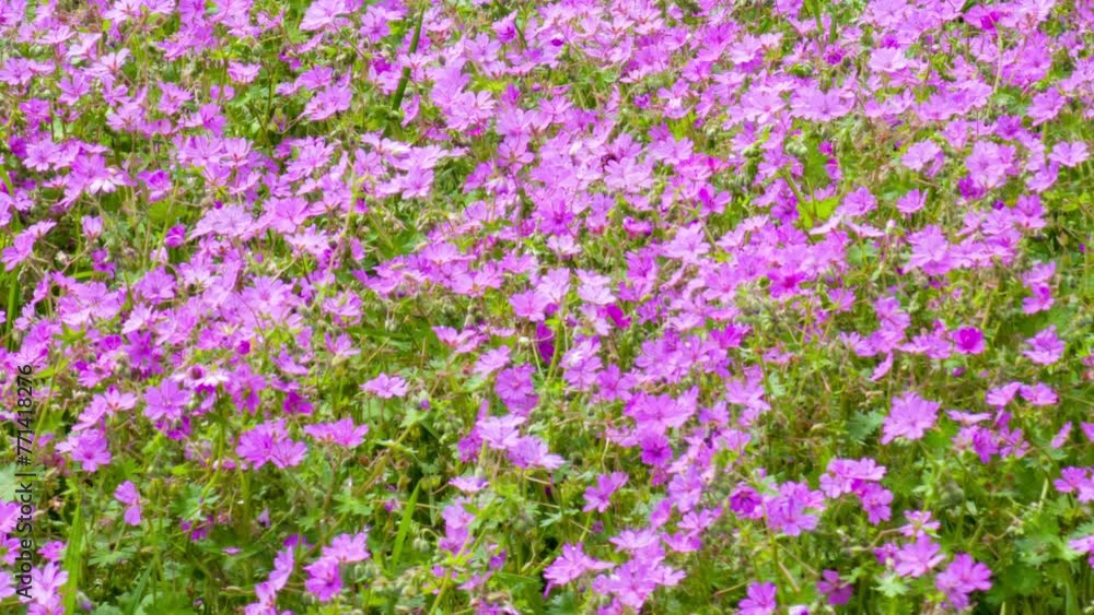 Field of fragrant pink flowers in spring season full of pollen with bees flying and pollinating blossoms. Field of fragrant pink flowers in spring season full of pollen with bees flying and pollinating blossoms.