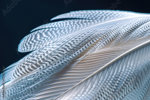 Blue feather detail on dark background