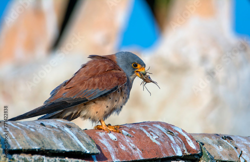 Lesser kestrel with an insect in its beak. photo