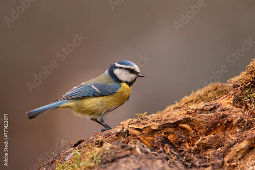 Blue tit perched on a tree trunk.