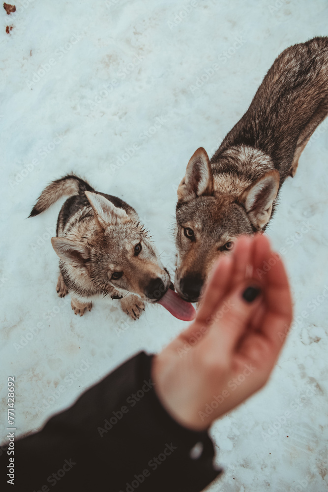 close up detail of a Czechoslovakian Wolfdog playing with his owner while in the snow in the mountains close up detail of a Czechoslovakian Wolfdog playing with his owner while in the snow in the mountains