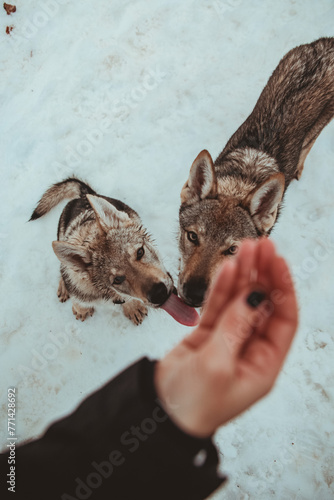 close up detail of a Czechoslovakian Wolfdog playing with his owner while in the snow in the mountains