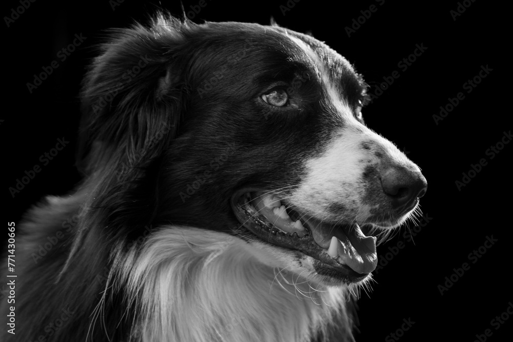 Black and White and Colour portrait photographs of a Border Collie