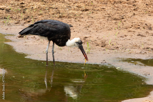 Woolly-necked Stork (Wolnekooievaar) (Circonia episcopus) fishing in Kruger National Park in the Levubu rive near Crook’s Corner, Pafuri, Limpopo, South Africa photo