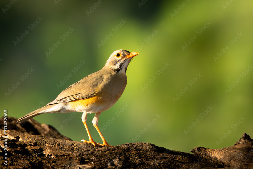 Kurrichane Thrush (Rooibeklyster) (Turdus libonyanus) in beautiful soft light in the shade at Pafuri Picnic site in Kruger National Park near Crook’s Corner, Pafuri, Limpopo, South Africa Kurrichane Thrush (Rooibeklyster) (Turdus libonyanus) in beautiful soft light in the shade at Pafuri Picnic site in Kruger National Park near Crook’s Corner, Pafuri, Limpopo, South Africa