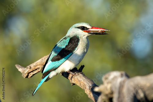 Canvas Print Woodland kingfisher (Bosveldvisvanger) (Halcyon senegalensis) near the Levubu Ri