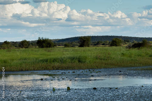 Wetland landscape seen in Nylsvley Nature Reserve, Limpopo, South Africa
