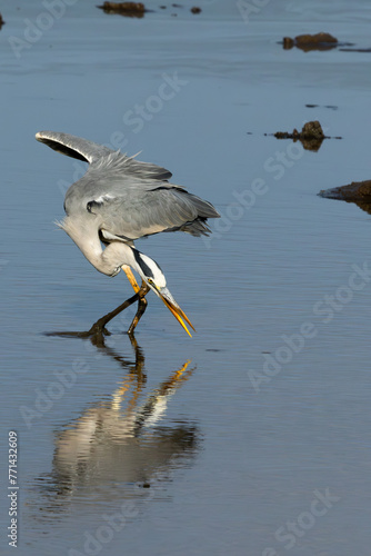 Grey Heron (Bloureier) (Ardea cinerea) fishing near the Levubu river in the Pafuri region of the in Kruger National Park, Limpopo, South Africa photo