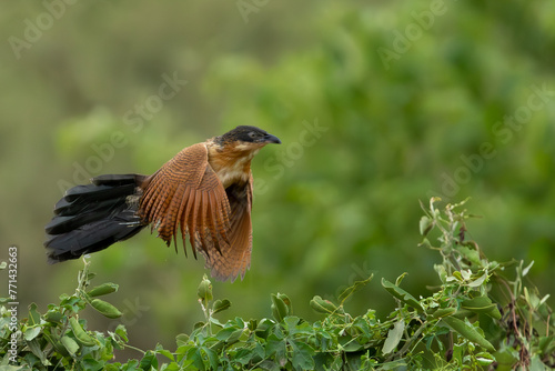 Burchell’s Coucal (Vleiloerie) (Centropus burchelii) in flight in Kruger National Park at the Levubu River bridge near Pafuri Camp in Kruger National Park, Limpopo, South Africa © Boshoff